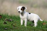 JACK RUSSEL 286